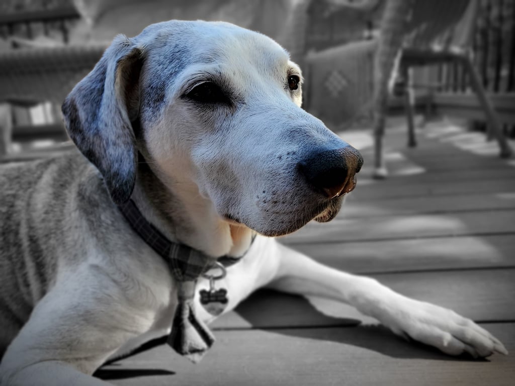 senior dog arthritis