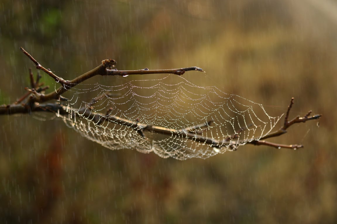spider on a web