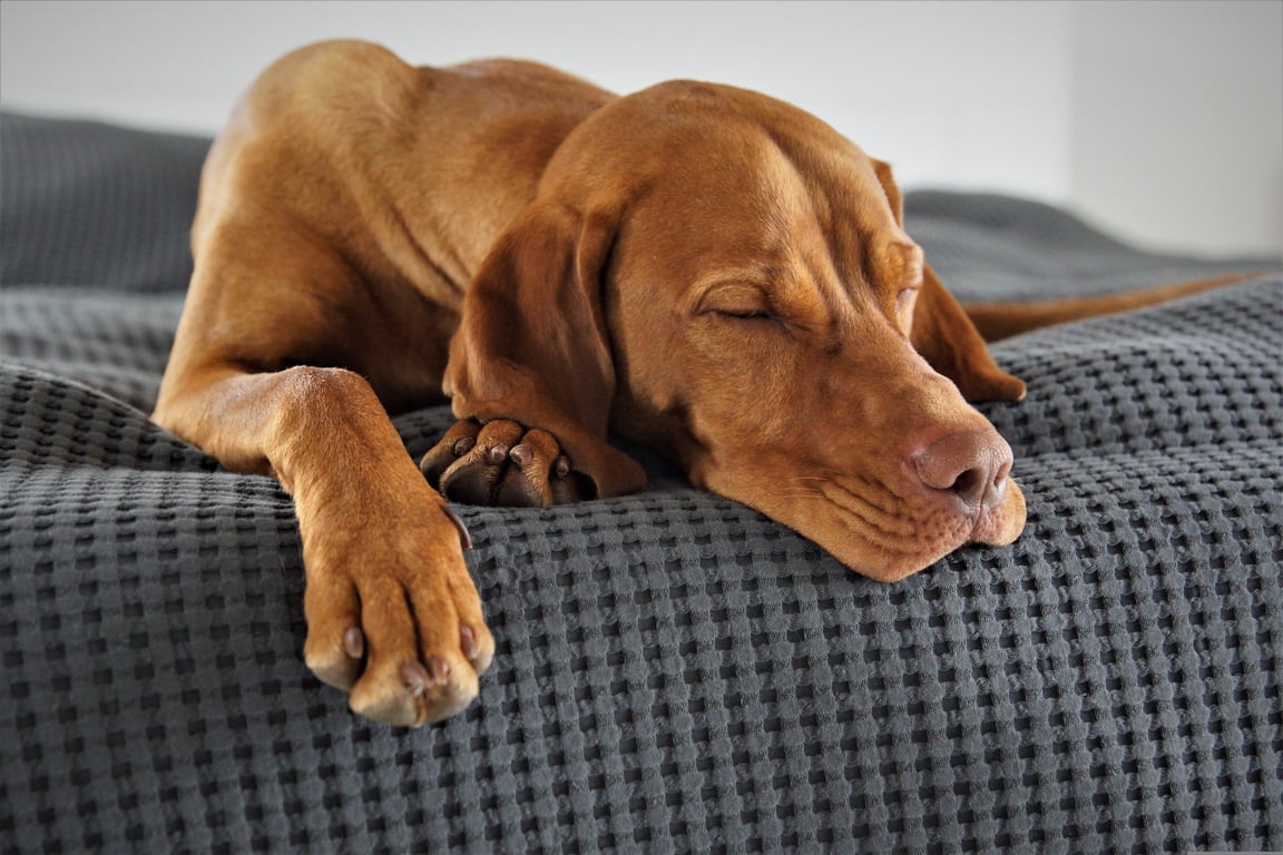 dog veterinary examination