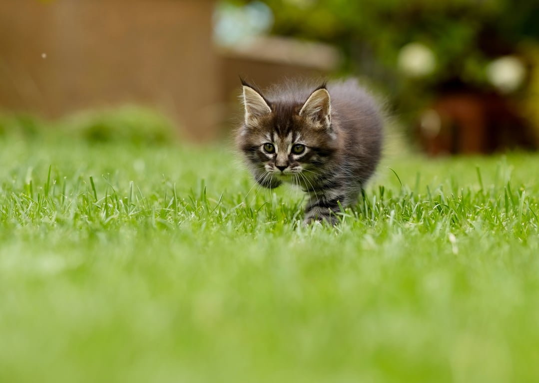 lawn aeration