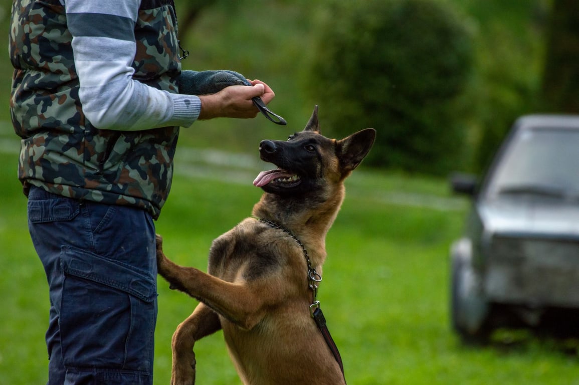 Service Dog Training Near Me: How to Choose a Qualified Local Program