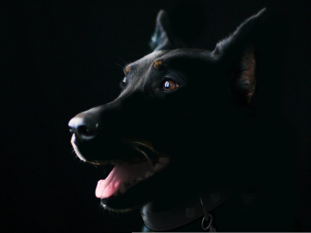 veterinarian examining dog