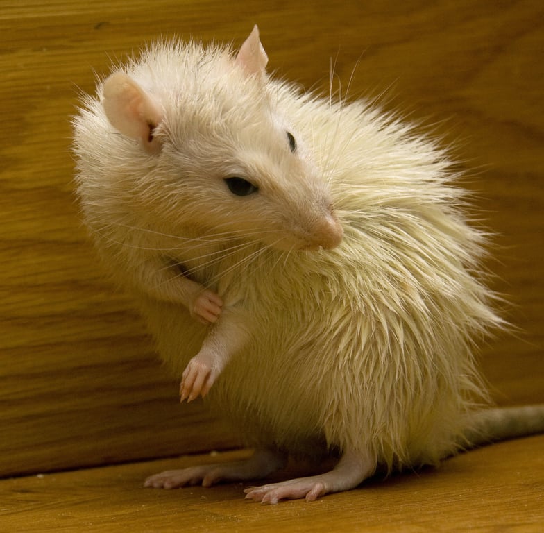 rat exterminator inspecting home
