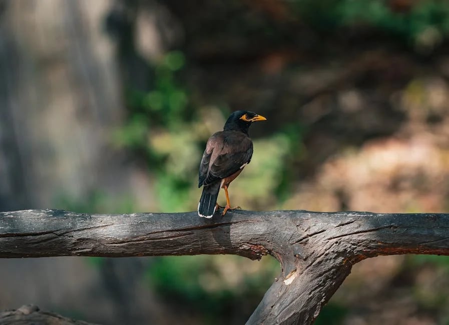 Image describing How to Download Angry Birds Fast Now 7 Simple Steps (2026)