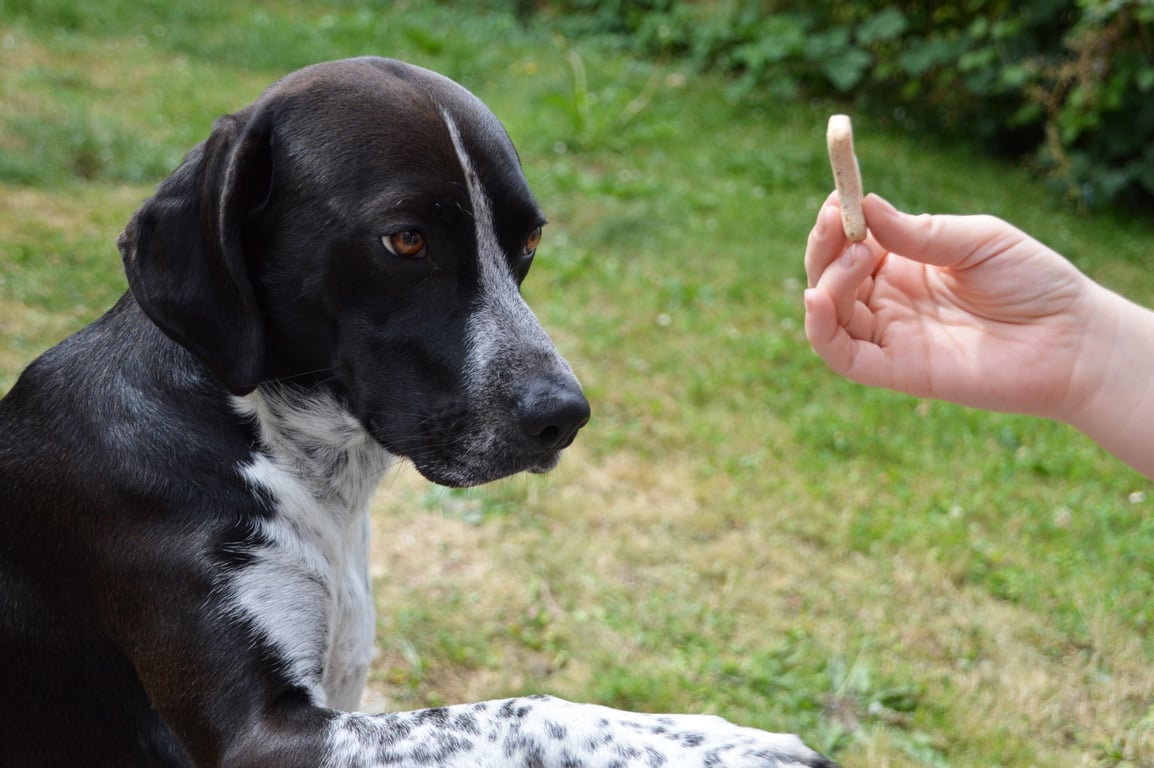 dog obedience class