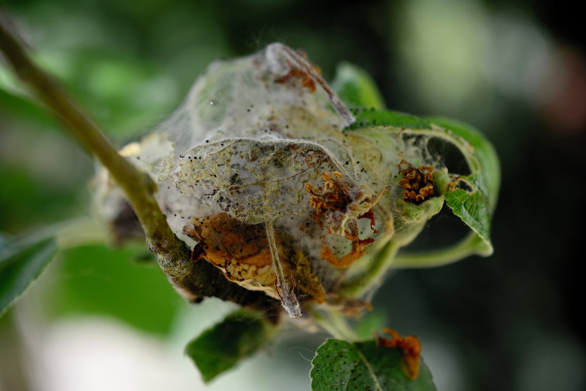 pest control technician home inspection