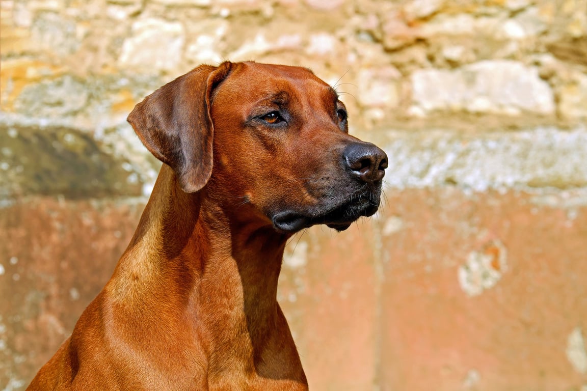veterinarian examining dog