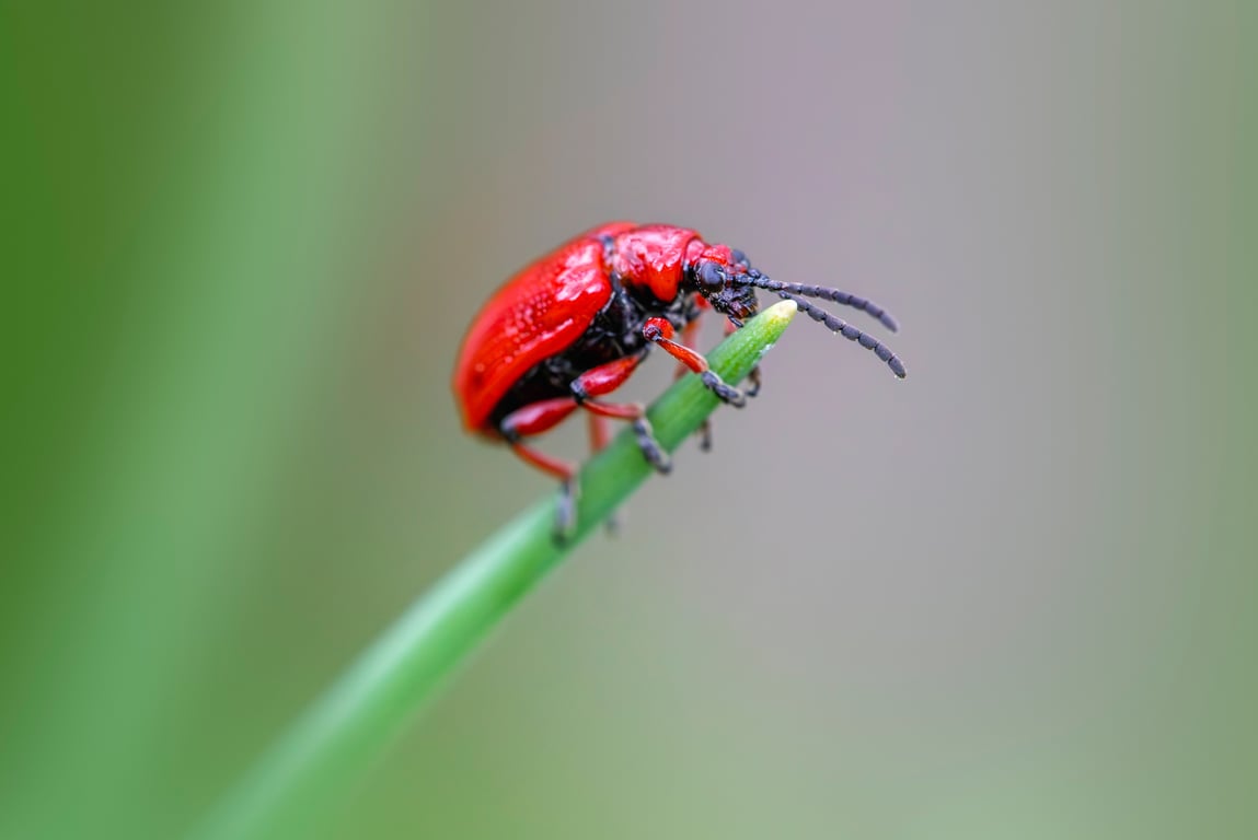 home pest prevention