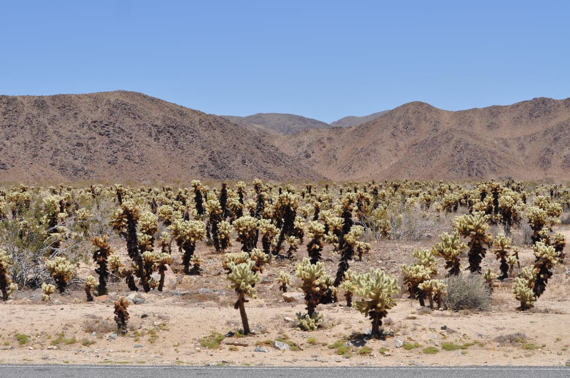 Cholla Cactus Garden Joshua Tree