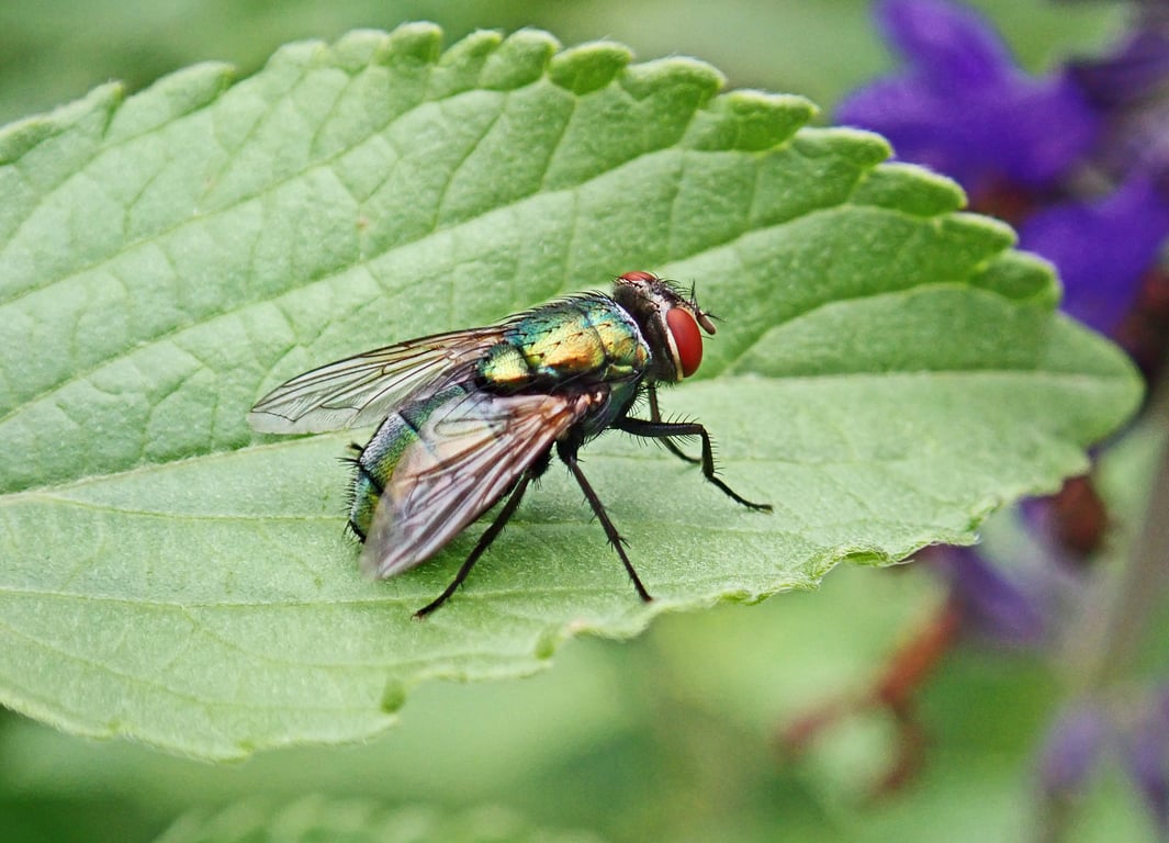 pest inspection