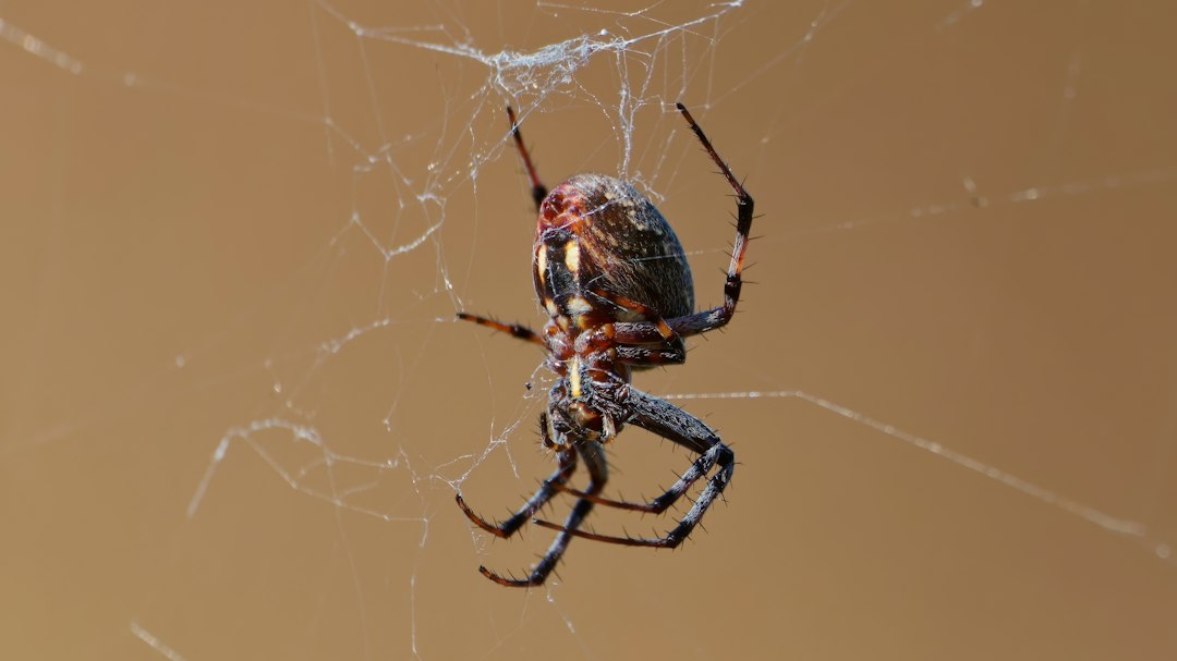 Identify Spider by Picture: A Practical Guide to Common Household Spiders