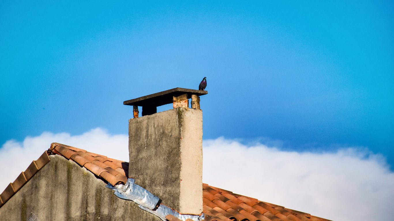 pigeons on a rooftop