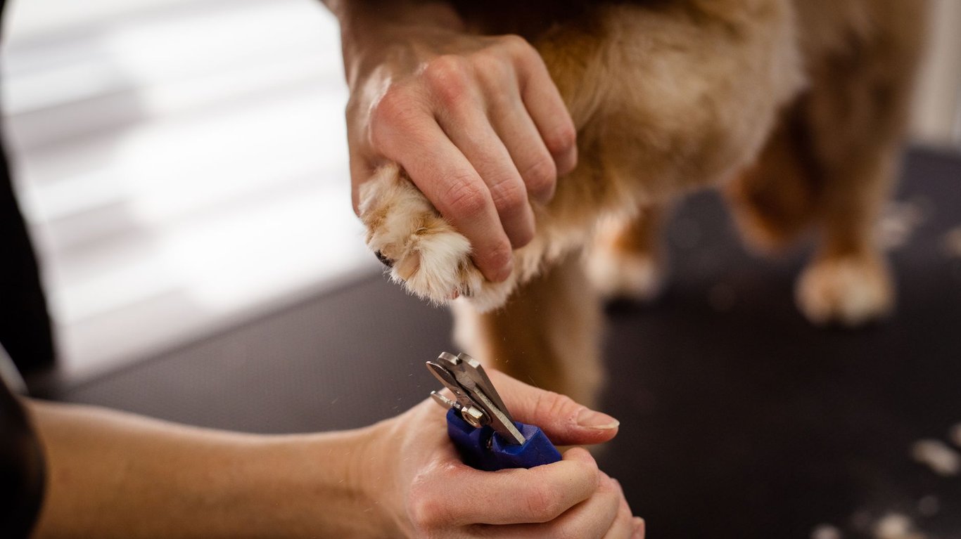 PetSmart Grooming Prices: What Pet Owners Should Expect to Pay