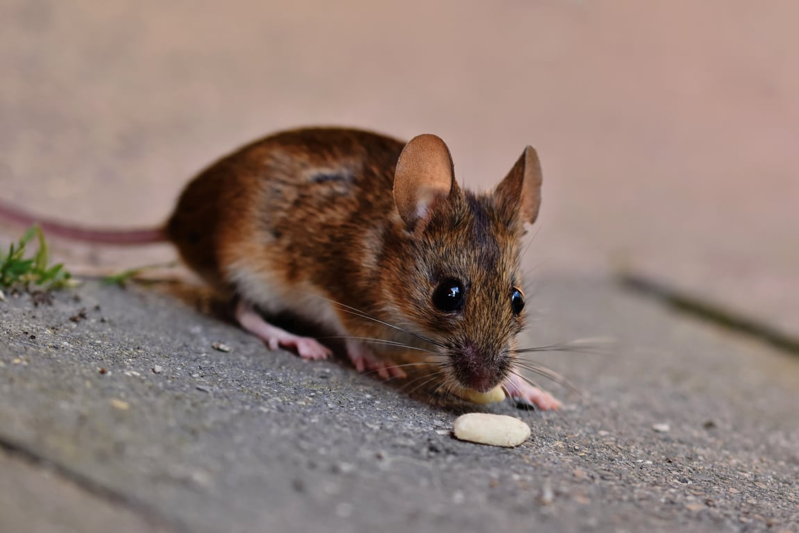 mouse trap kitchen