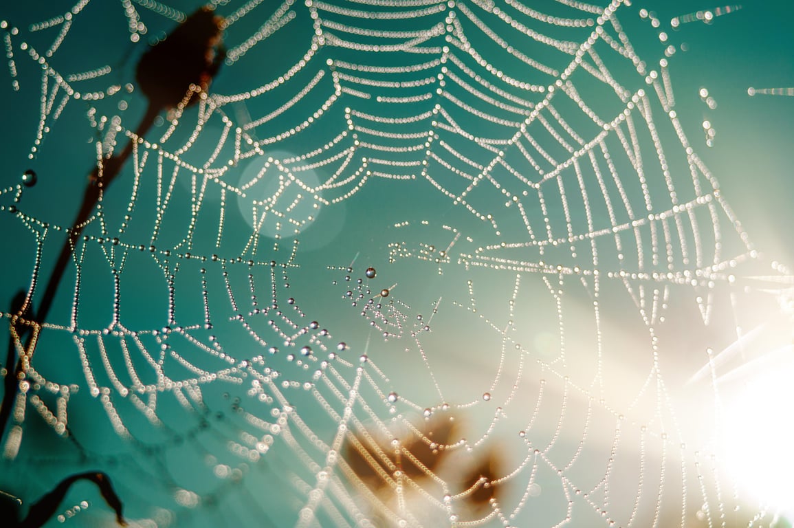 spider web