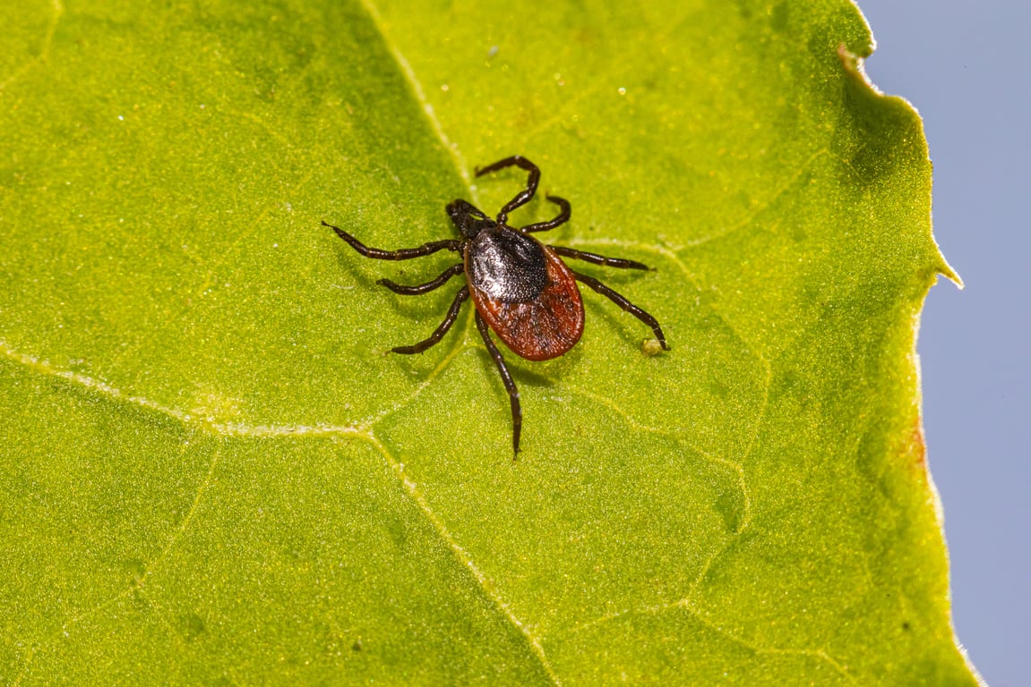 tick treatment backyard