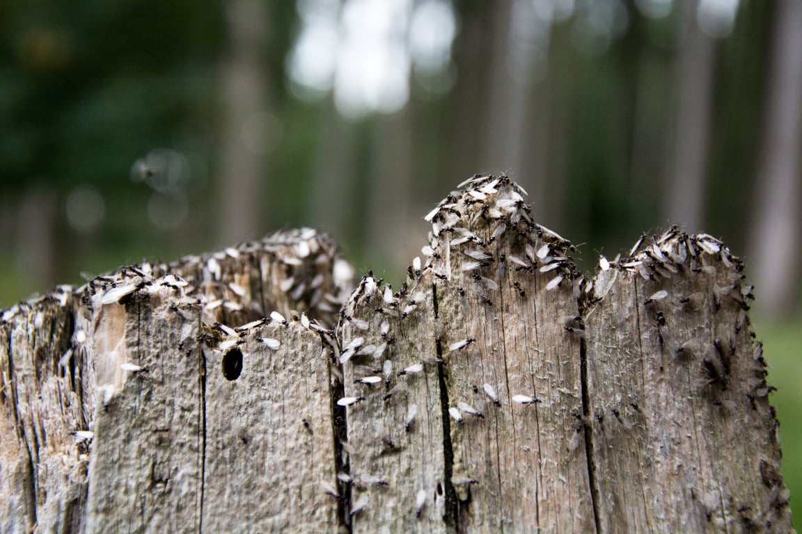 winged ants