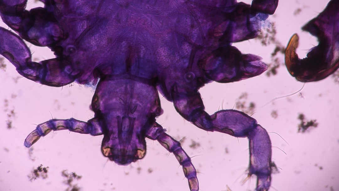 Flea Exterminator Cost: Why Prices Vary and How to Compare Treatment Quotes