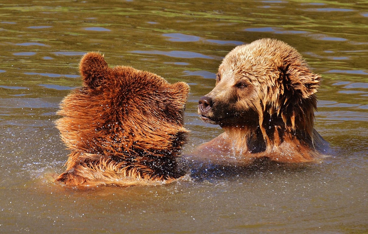 Yogi Bear Jellystone Park cabins