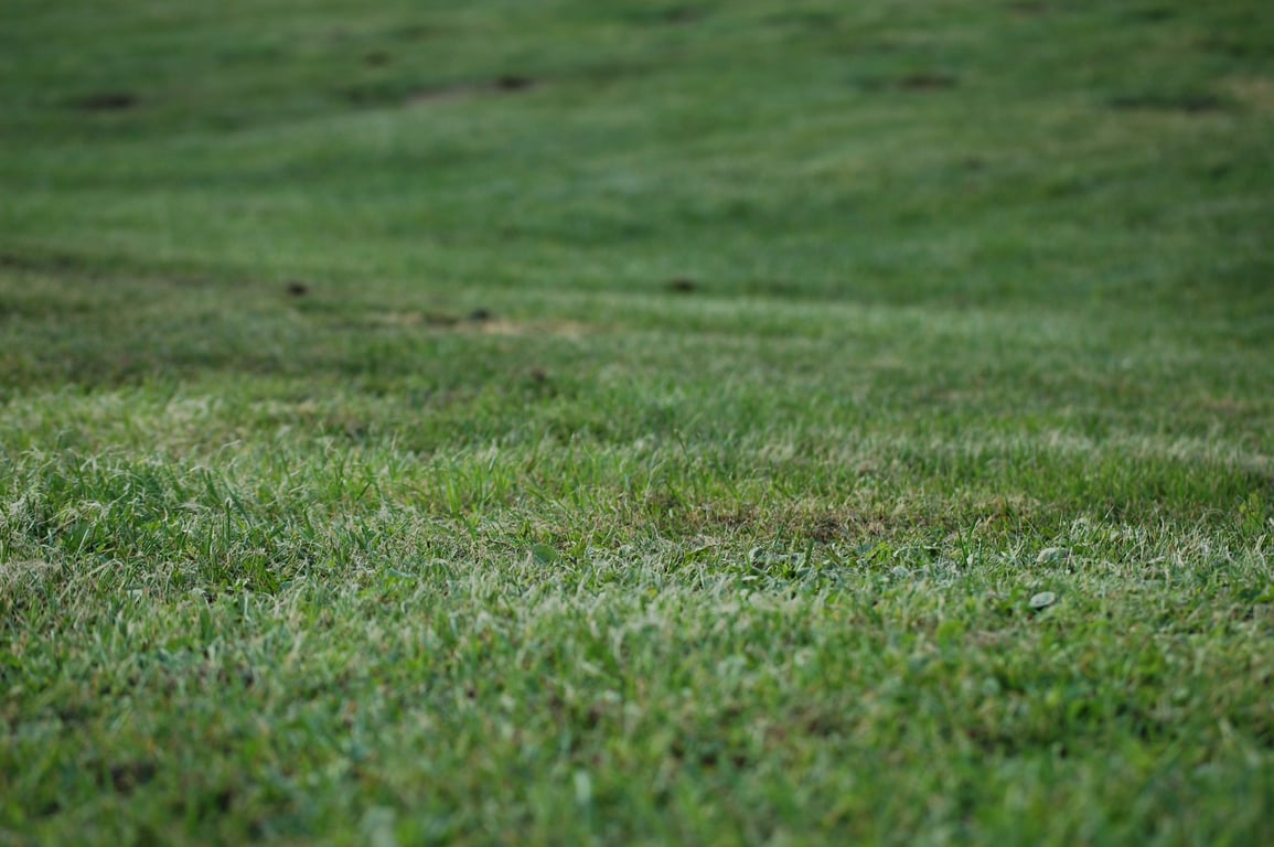 lawn mowing service