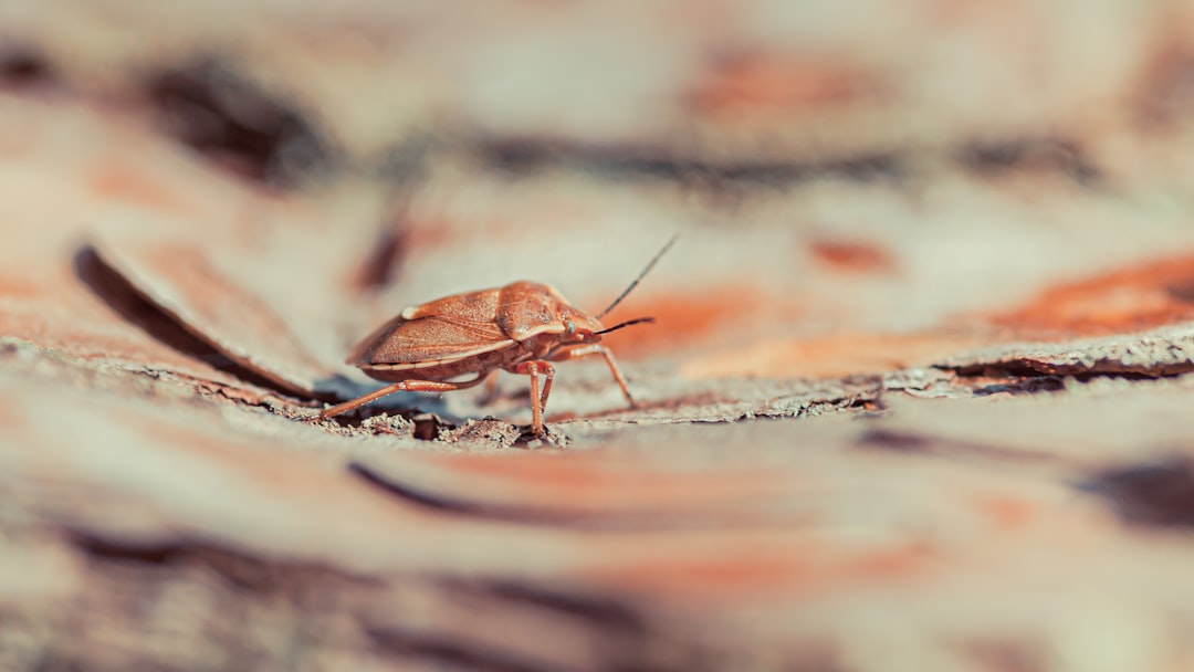 Roach Exterminator Guide: What Professional Treatment Should Include