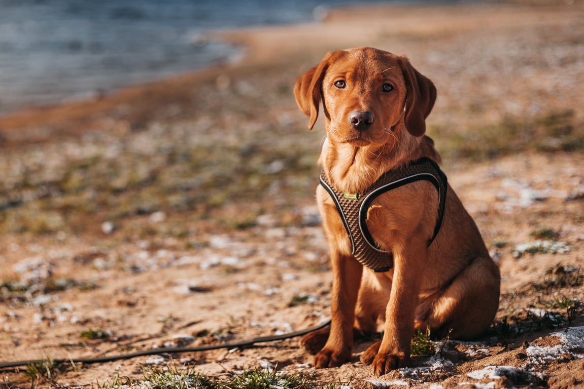 pet store dog harness fitting