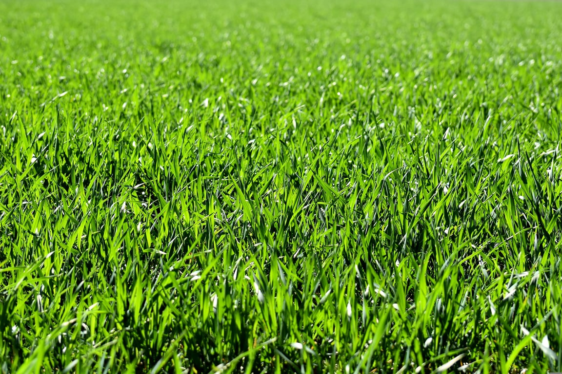 lawn aeration