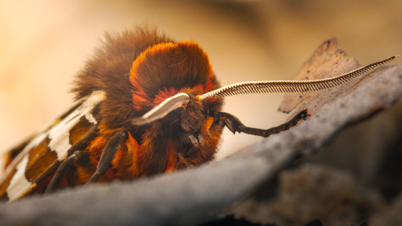 Moth Identification: How to Tell Pantry Moths from Clothes Moths