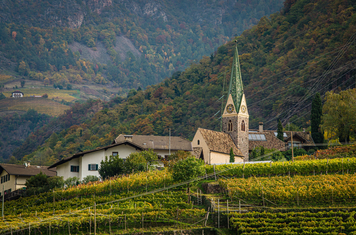 autumn vineyard rows