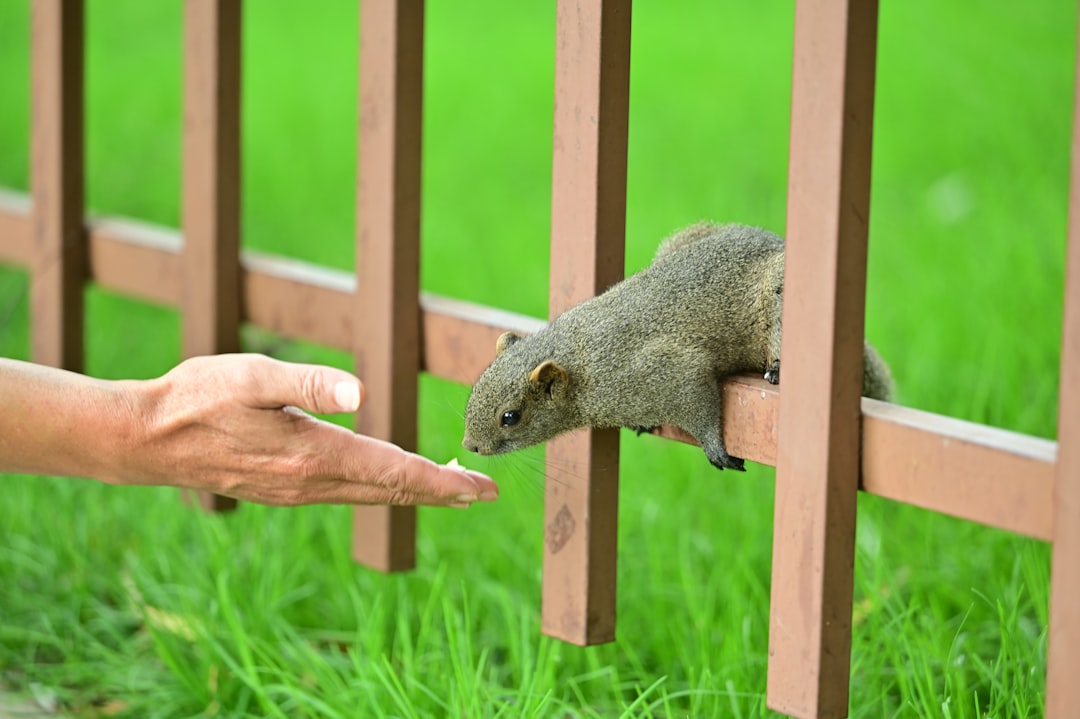 Rodent Removal Near Me: How to Choose a Local Exterminator You Can Trust