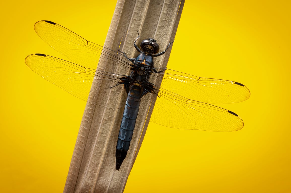 above ground pool skimmer