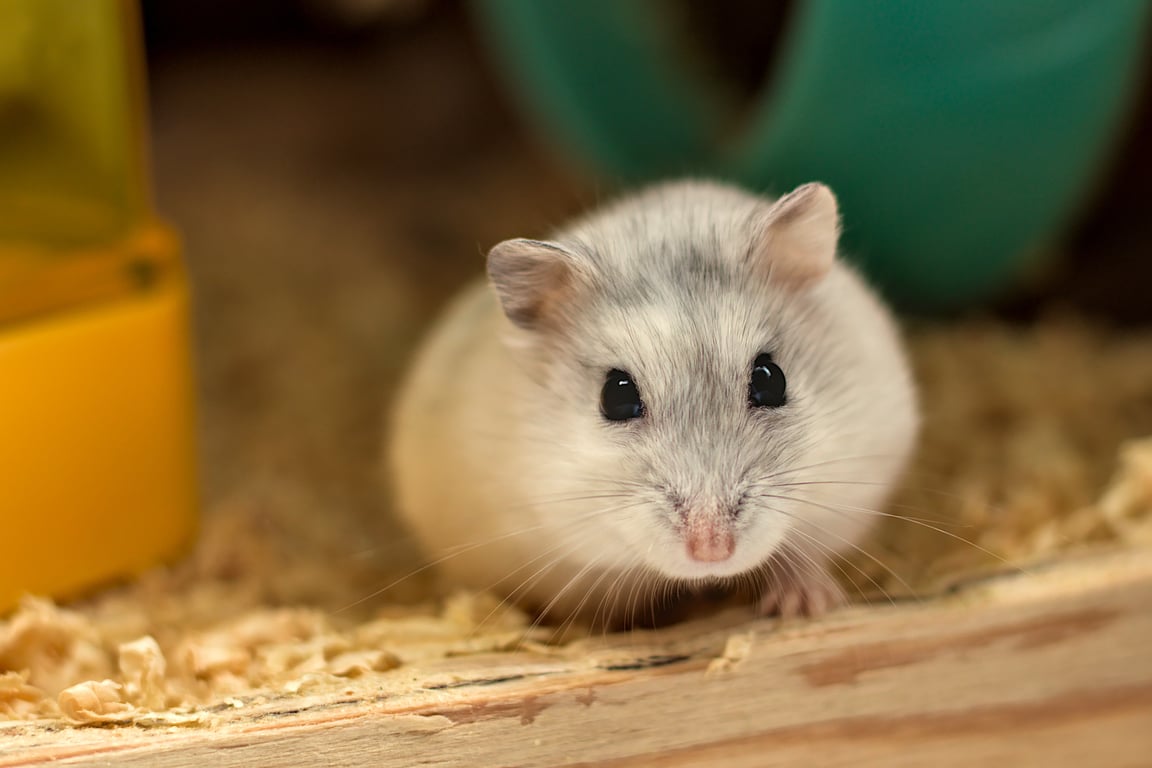 home rodent inspection