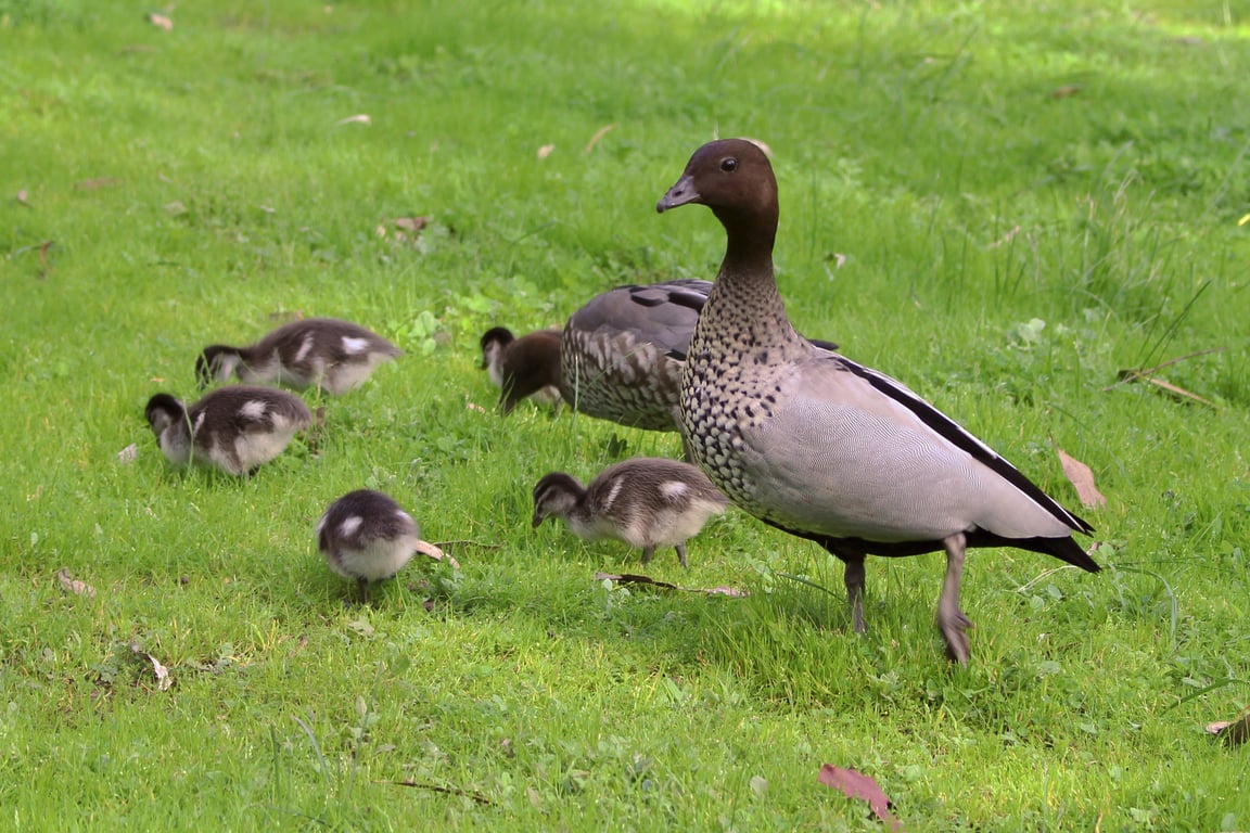 spring lawn care