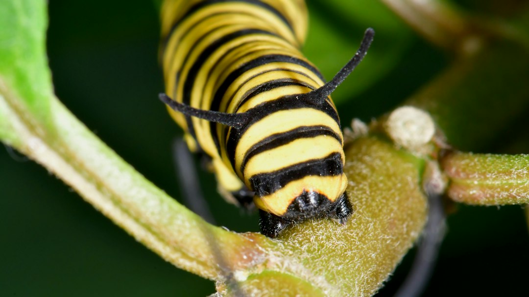 Caterpillar Identification: Recognize Common Species Before Choosing a Control Method