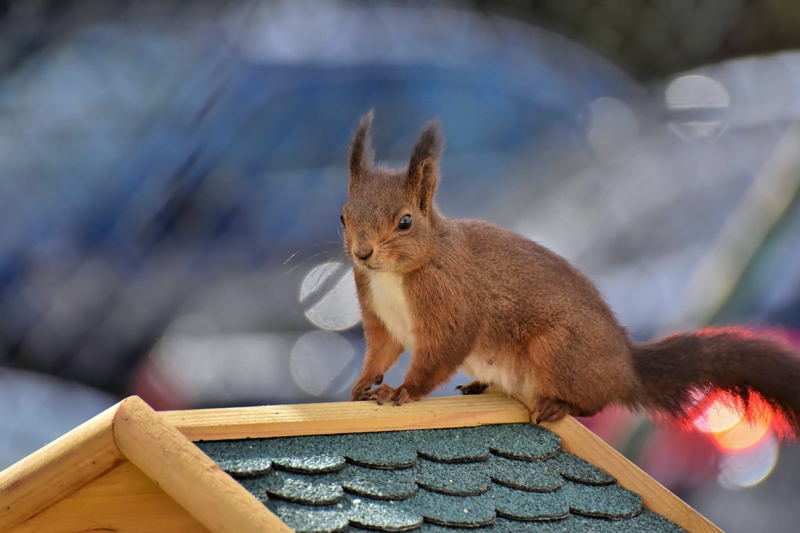 damaged roof shingles