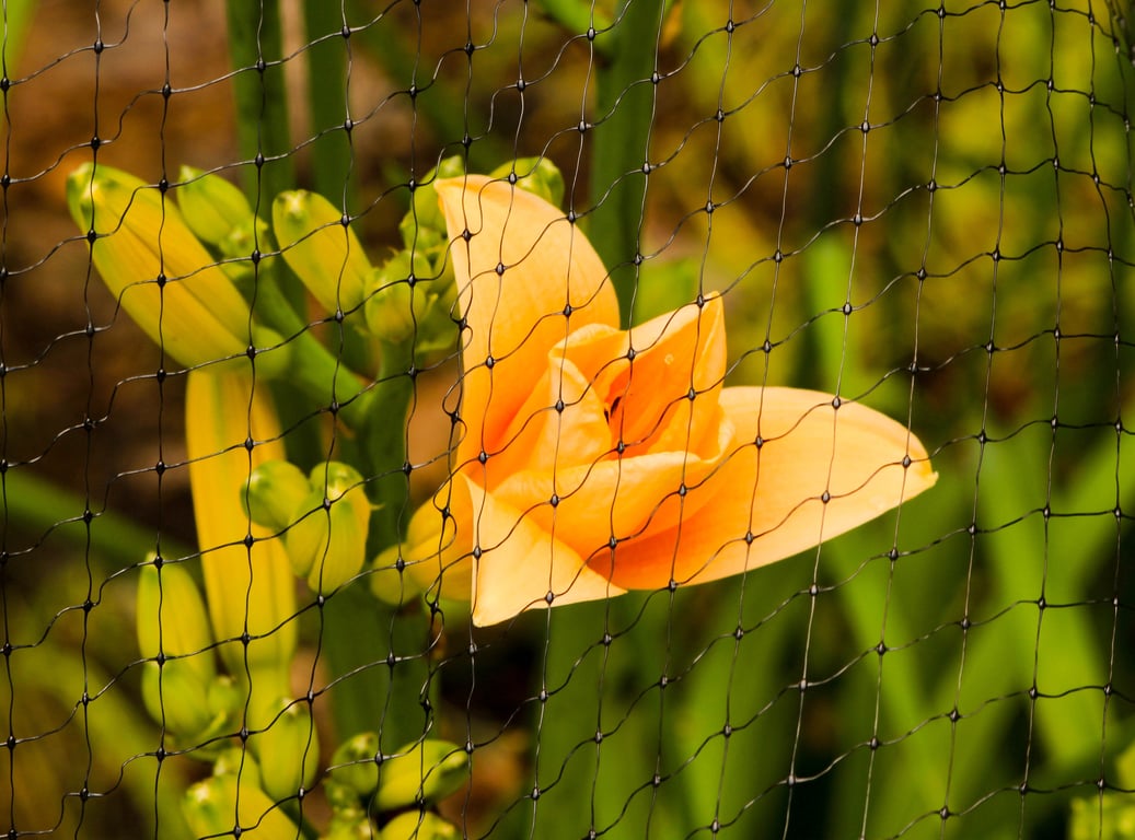bird control netting building