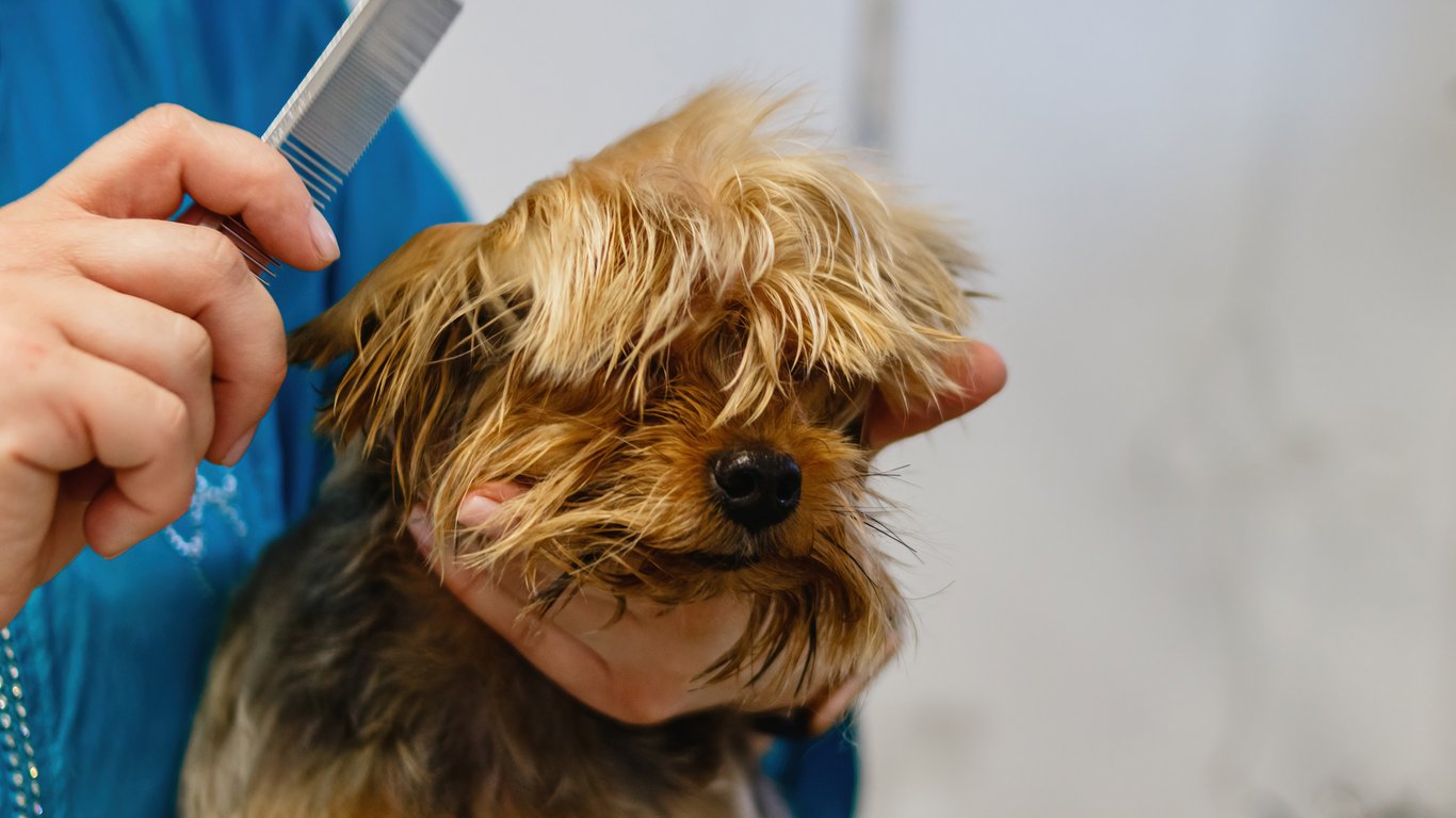 dog grooming salon