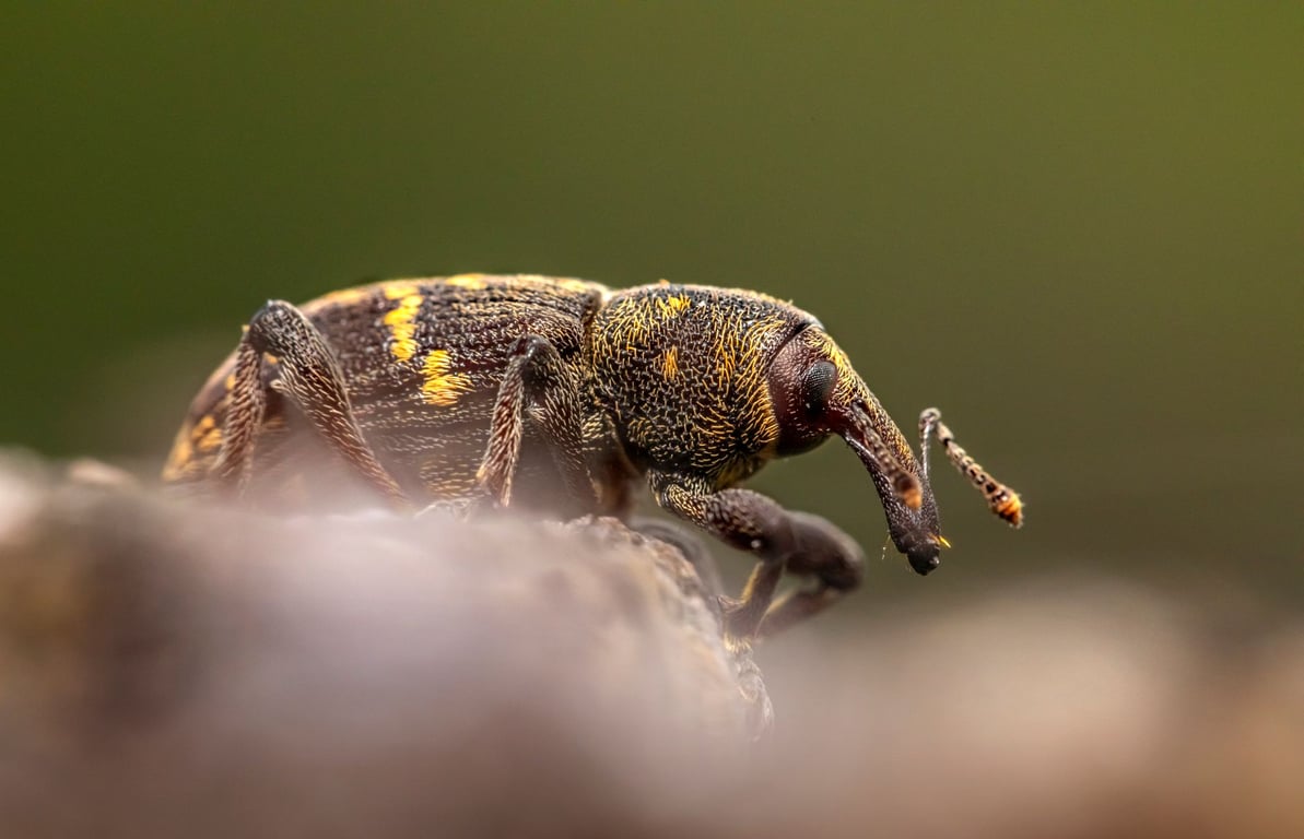 Rat Pest Control Near Me: How to Choose a Reliable Local Exterminator