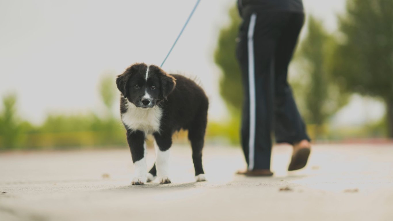 Reactive Dog Training: Practical Steps to Build Calm, Safer Walks