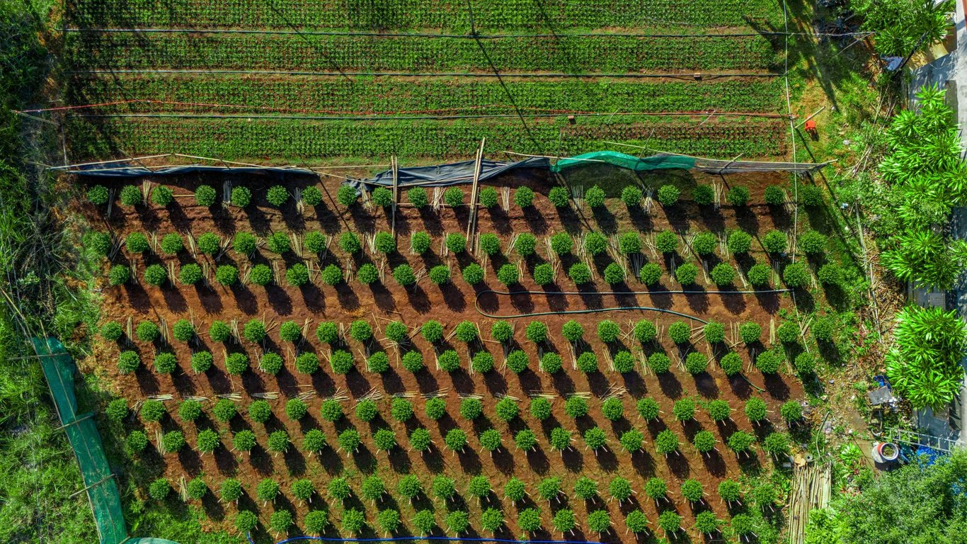 Irrigation and Landscaping Near Me: How to Choose a Service That Plans for the Long Term