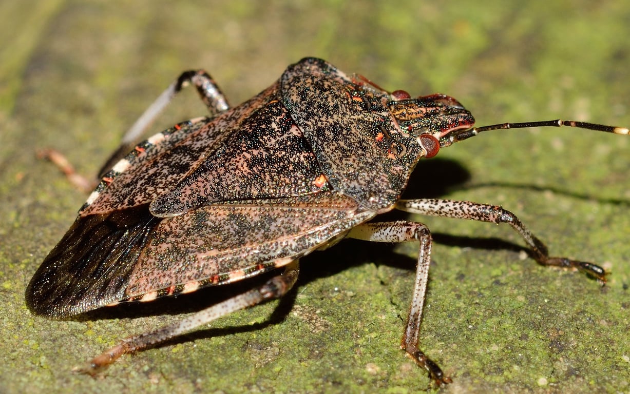 bed bug inspection