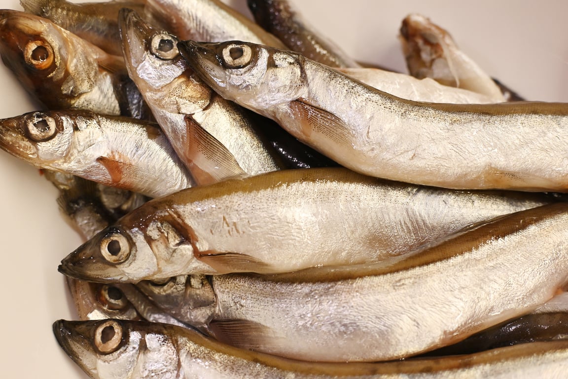 fish dog food