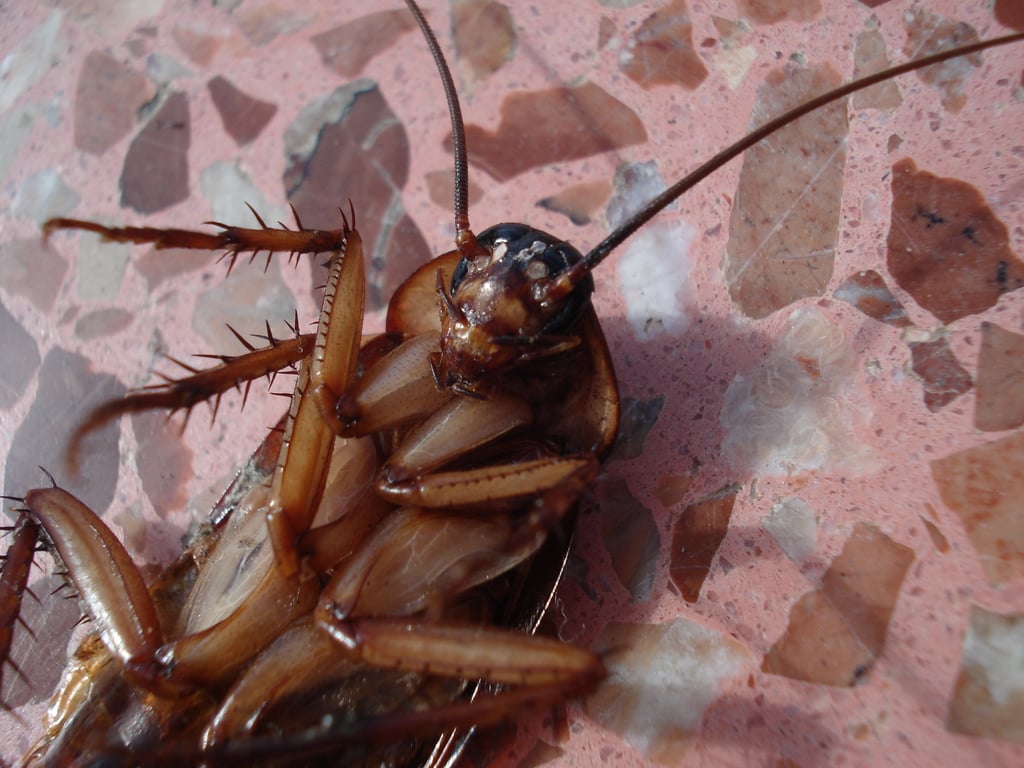 cockroach control kitchen