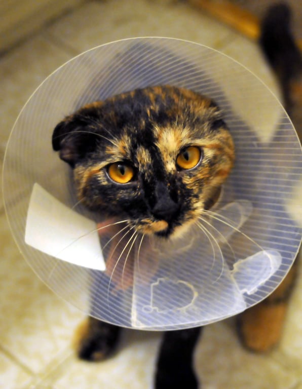 cat veterinary examination
