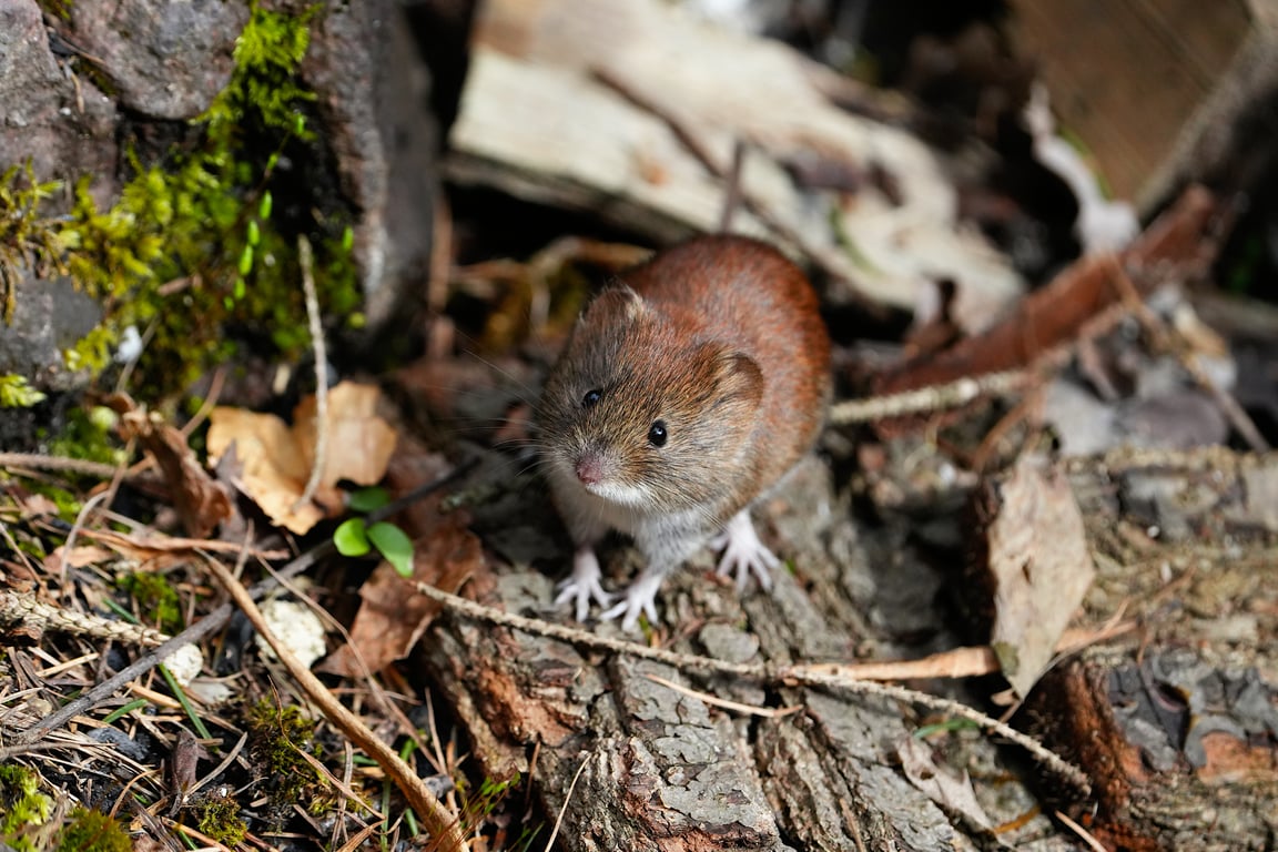 rat pest control technician