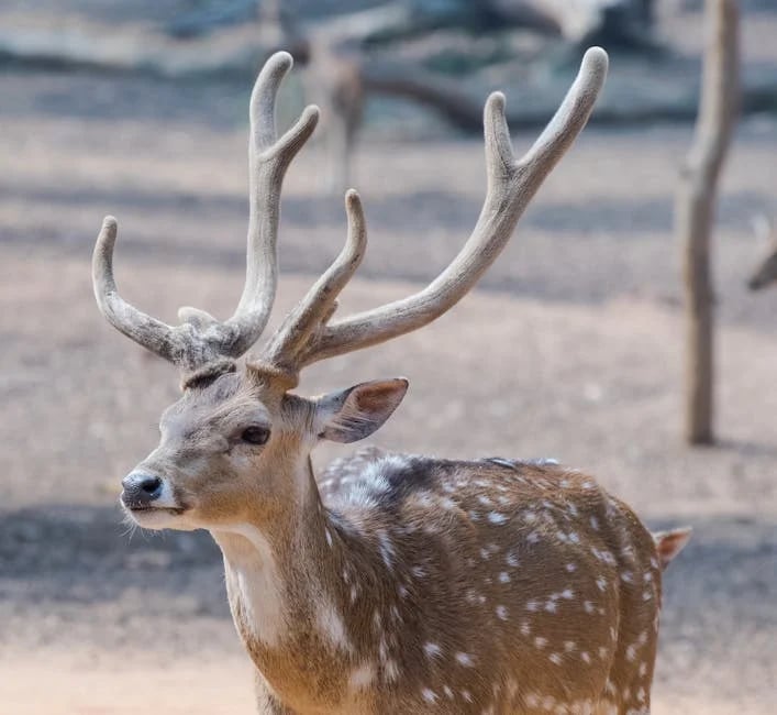 Image describing How to Use Axie Marketplace in 2026 7 Proven Tips Fast