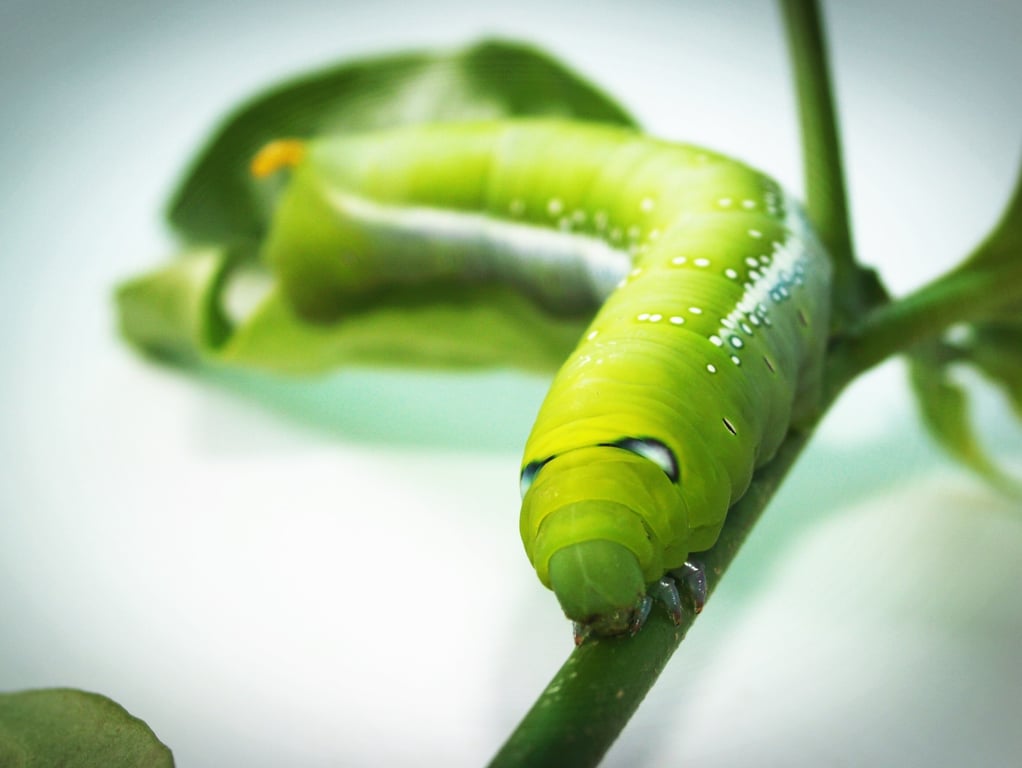 caterpillar on leaf