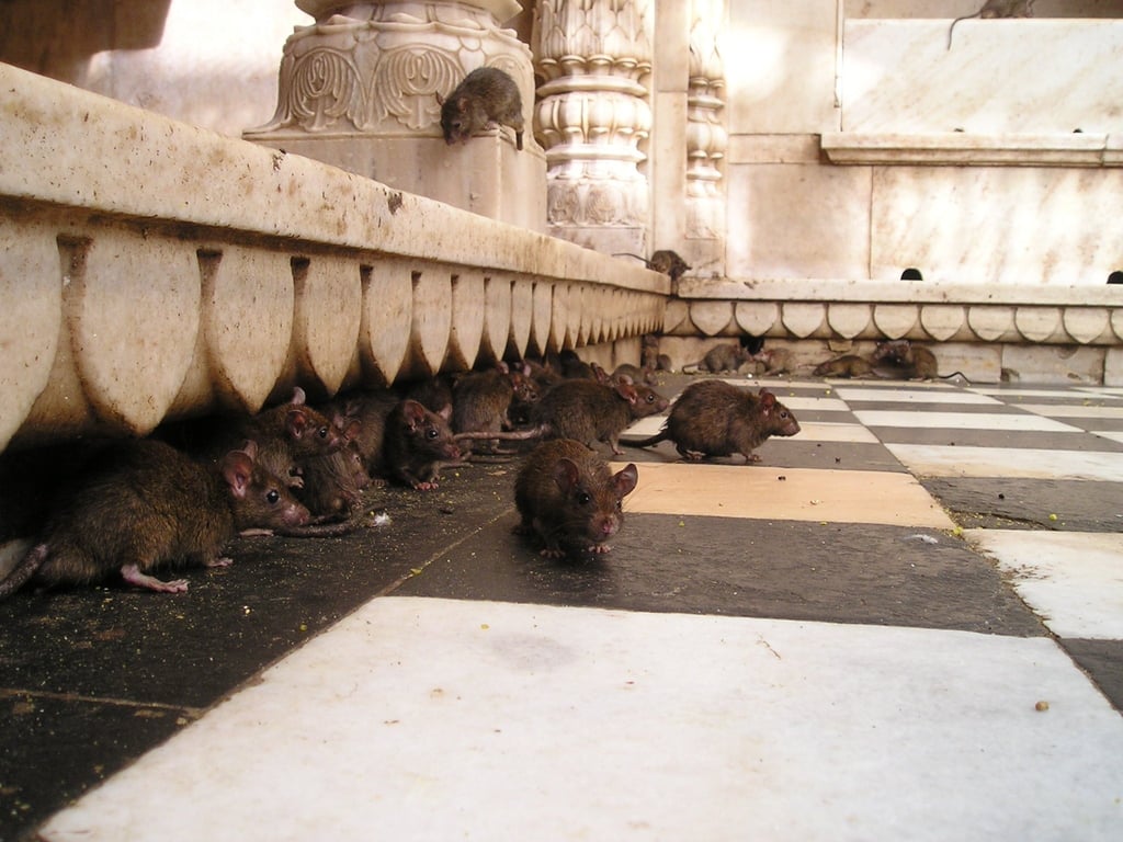 rat trap