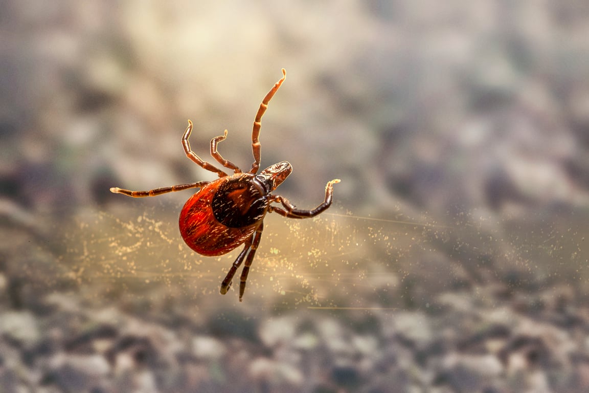 tick treatment backyard