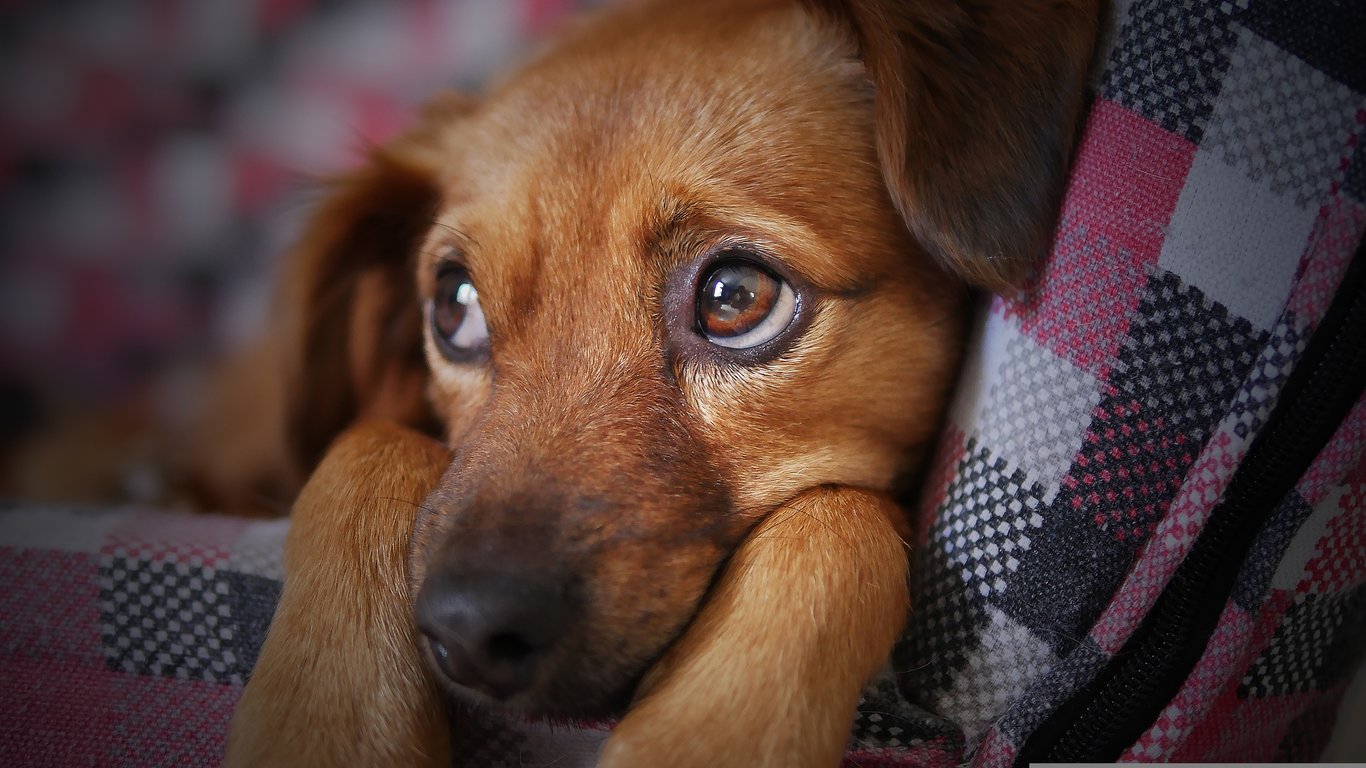 puppy training class